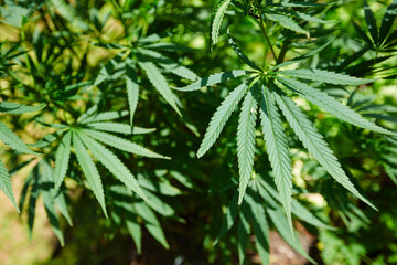 The Medicinal Cannabis leaves in outdoors. Shallow dof