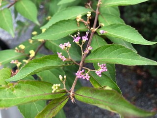 ピンクの花