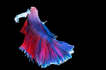 Halfmoon Betta splendens fighting fish in Thailand on isolated black background. The moving moment...