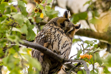 Obraz premium Northern long eared owl watching and sitting in a tree.