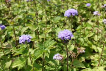 Blooming lavender colored Ageratum houstonianum in mid July
