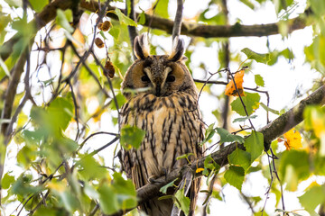 Northern long eared owl watching and sitting in a tree.