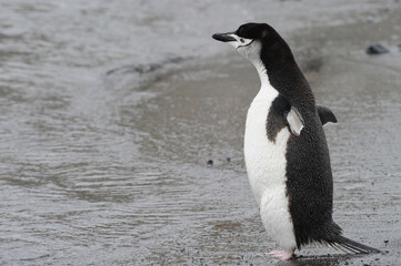 Obraz premium Chinstrap penguin