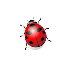 Naklejka premium Realistic image of a ladybug