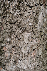 Common horse chestnut
