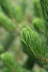 Black pine Oregon Green