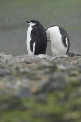 Fototapeta premium Chinstrap penguin