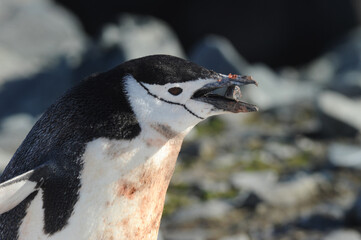 Naklejka premium Chinstrap penguin