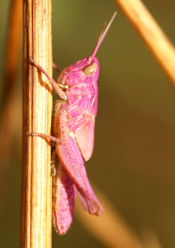 Pink Grasshopper, Spain.