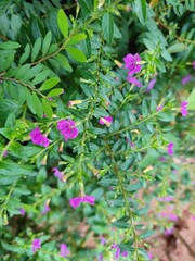 pink flowers in the garden