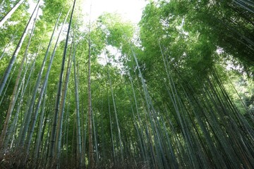 Fototapeta na wymiar 嵐山　竹林の小径