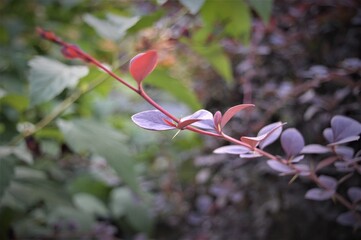 pink magnolia flowers