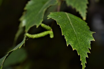 green leaf of a tree
