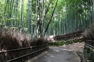 Fototapeta premium 嵐山 竹林の小径