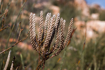 Close up of the seed of the Pseudoselago spuria fynbos plant