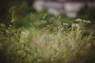 wild grass in the field