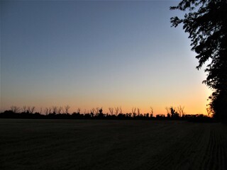 sunset in the forest