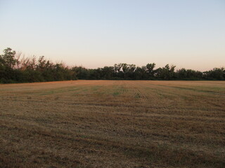 morning in the field