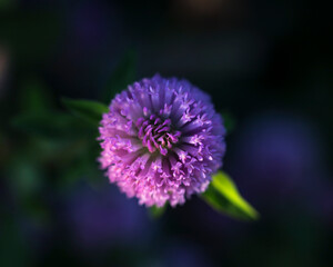 Purple flower ball green leaf dark background