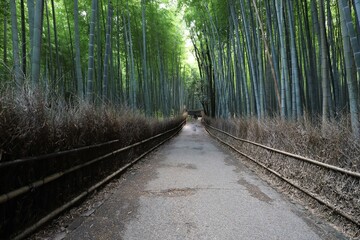嵐山　竹林の小径