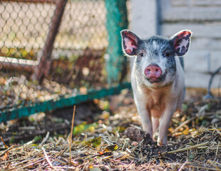 Young piglet on hay and straw at pig breeding farm © Дмітрый Ляшчэня
