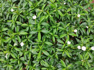 green leaves background