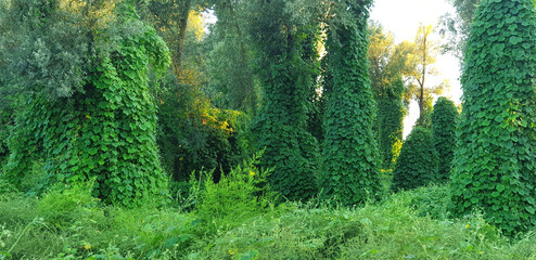 Forest with a climbing plant Kudzu in the sunset sunlight. Panorama.