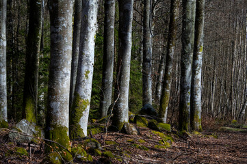 forest in the morning