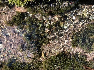 水たまり