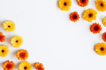Autumn composition. Gerbera flowers on white background. Autumn, fall concept. Flat lay, top view, copy space