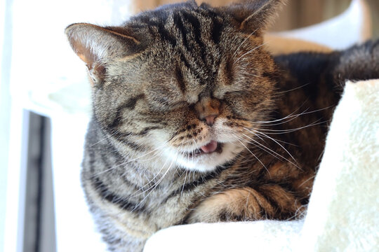うぇぇ、まずいものを食べた表情の猫アメリカンショートヘア
American short hair of a cat who has eaten unfavorable food.
