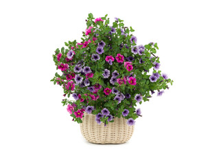 Petunia bouquet isolated on white background.