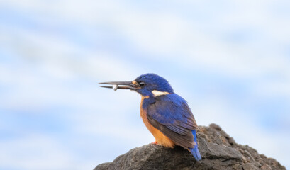 Azure Kingfisher sitting on a rock with a small fish in its mouth