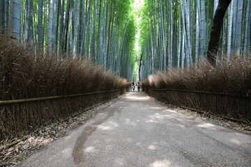 Fototapeta premium 嵐山 竹林の小径