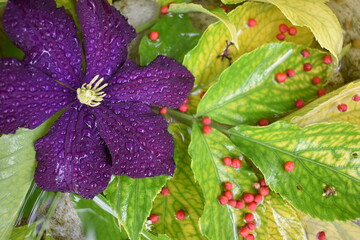 A clematis flower on rowan