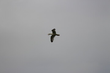 seagull in flight