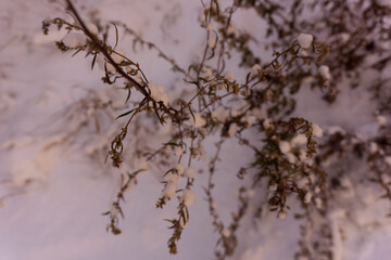 Winter scene closeup of dried plants in the snow. Very shallow depth of view and blurred background. Top view