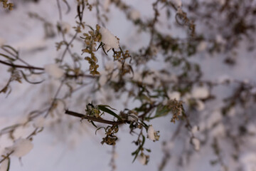 Light blurred background. Plants in the winter in the snow.Copy space. Top view
