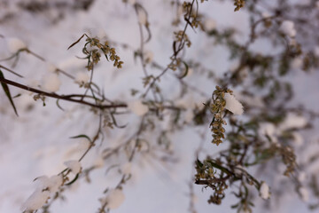 Winter scene closeup of dried plants in the snow. Very shallow depth of view and blurred background. Top view