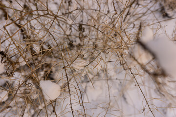 Winter scene closeup of dried plants in the snow. Very shallow depth of view and blurred background. Top view