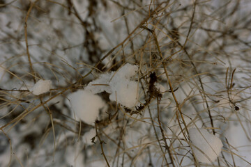 Winter scene closeup of dried plants in the snow. Very shallow depth of view and blurred background. Top view
