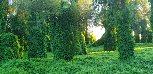Forest with a climbing plant Kudzu in the sunset sunlight. Panorama.