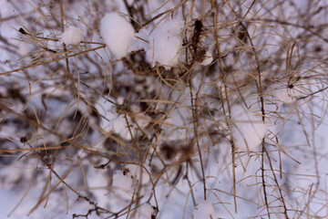 Winter scene closeup of dried plants in the snow. Very shallow depth of view and blurred background. Top view