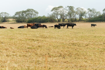 Fototapeta na wymiar Cows on pasture with trees on background.