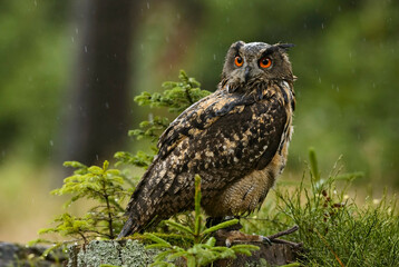 Eurasian Eagle-owl - Bubo bubo, large owl from  European forests, Falconry, Czech Republic.