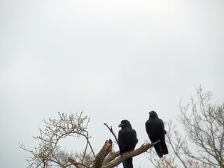樹上のカラス