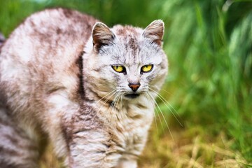 White furry cat on grass.