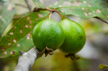 Pink Guava, one of higher content vitamin C.