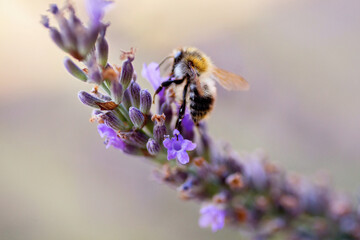 Bubmblebee on lavender.
