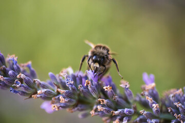 Bumblebee gathering nectar